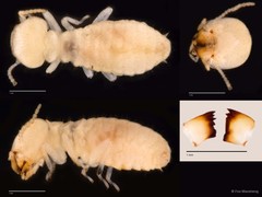 Coptotermes curvignathus • © Foo Maosheng • All Rights Reserved