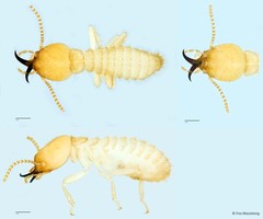 Coptotermes gestroi