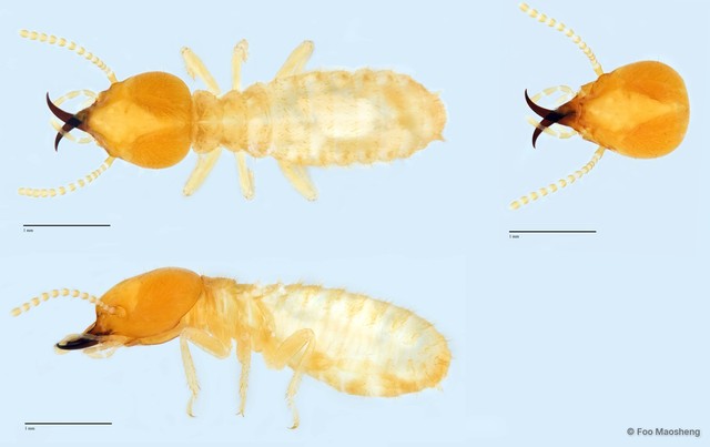 Coptotermes sepangensis • © Foo Maosheng • All Rights Reserved