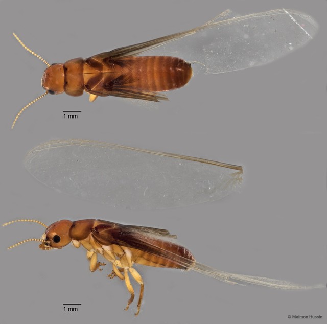 Kalotermitidae sp. "ZRCBDP0072045" • © Maimon Hussin • All Rights Reserved
