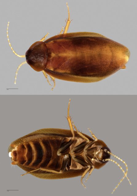 Latindiinae sp. "ZRCBDP0071814" • © Tan Wee Chye • All Rights Reserved