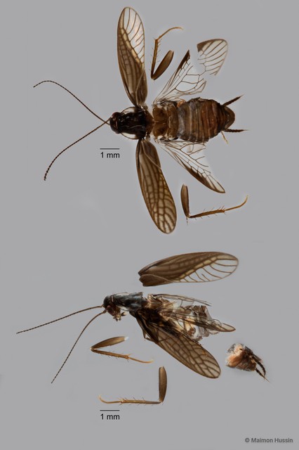 Homopteroidea sp. "ZRCBDP0018339" • © Maimon Hussin • All Rights Reserved