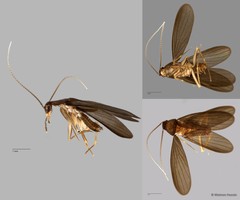 Nocticola pheromosa
