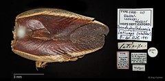 Pseudophyllodromia laticeps • © Ang Yuchen • All Rights Reserved