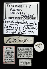 Pseudophyllodromia laticeps • All Rights Reserved Museum Label