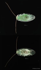 Sorineuchora sp. "d1d19954"