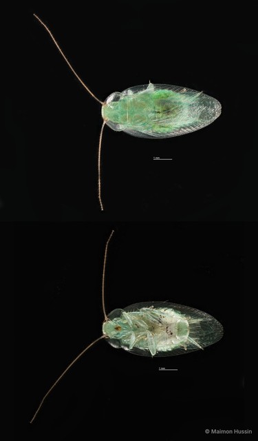 Sorineuchora sp. "d1d19954" • © Maimon Hussin • All Rights Reserved