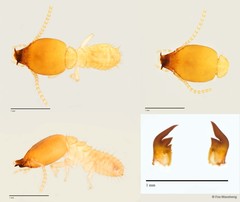Parrhinotermes aequalis • © Foo Maosheng • All Rights Reserved