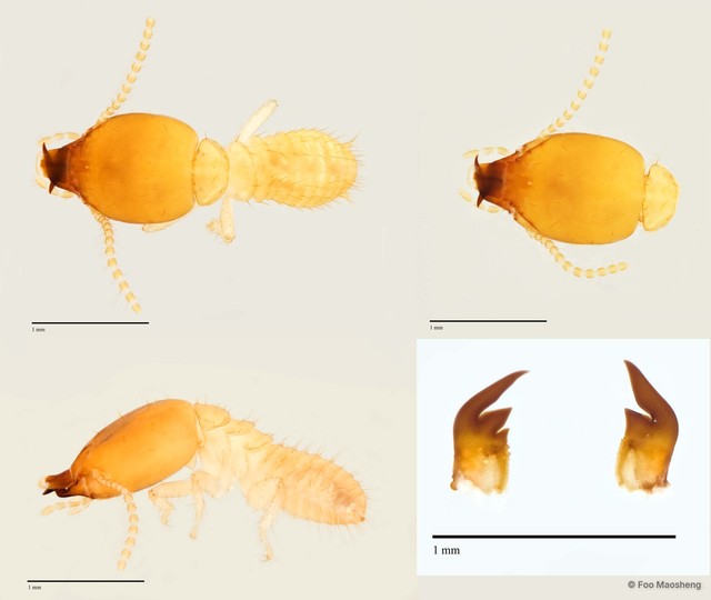 Parrhinotermes aequalis • © Foo Maosheng • All Rights Reserved
