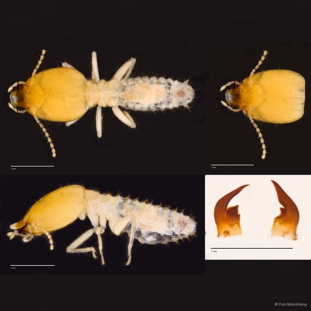 Parrhinotermes microdentiformis • © Foo Maosheng • All Rights Reserved