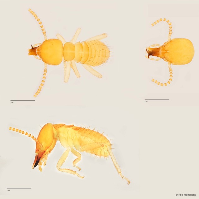 Schedorhinotermes brevialatus