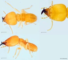 Schedorhinotermes malaccensis (Holmgren, 1913)