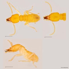 Schedorhinotermes malaccensis • © Foo Maosheng • All Rights Reserved