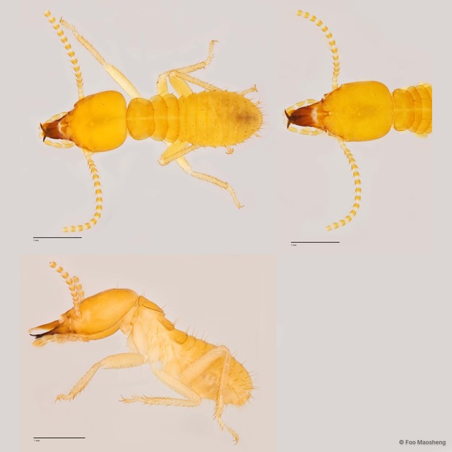 Schedorhinotermes malaccensis