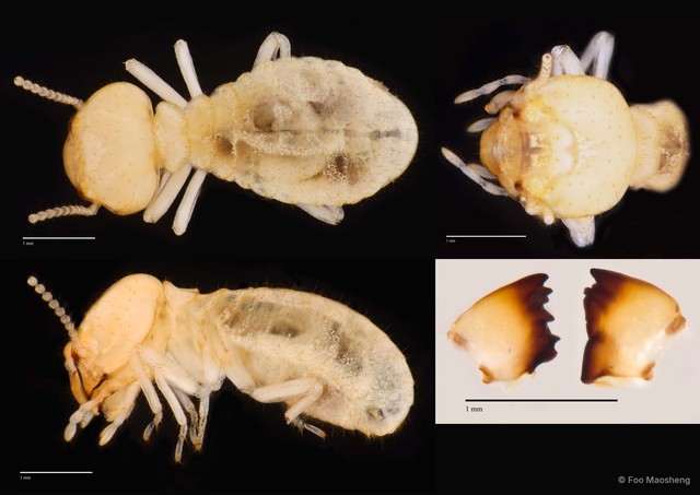 Schedorhinotermes malaccensis