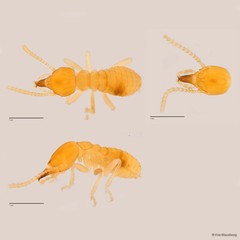 Schedorhinotermes medioobscurus • © Foo Maosheng • All Rights Reserved
