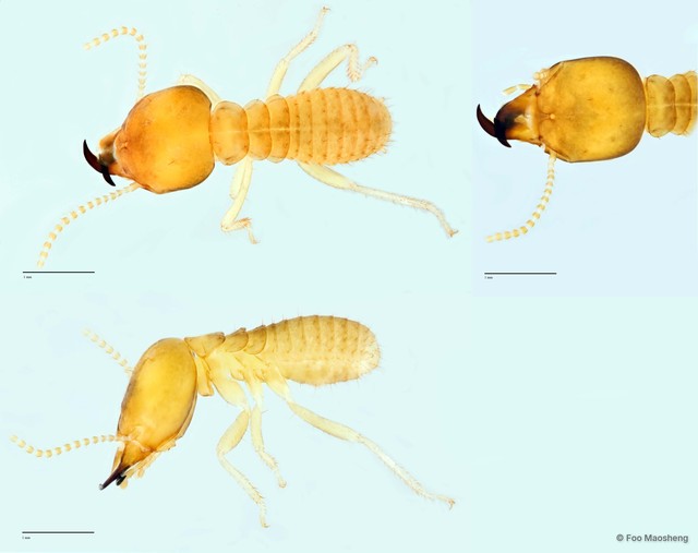 Schedorhinotermes medioobscurus