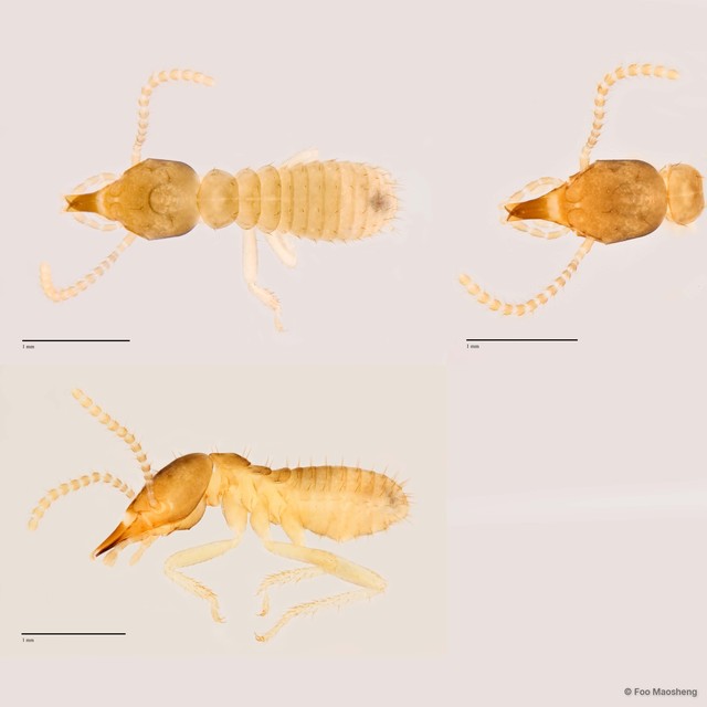 Schedorhinotermes medioobscurus