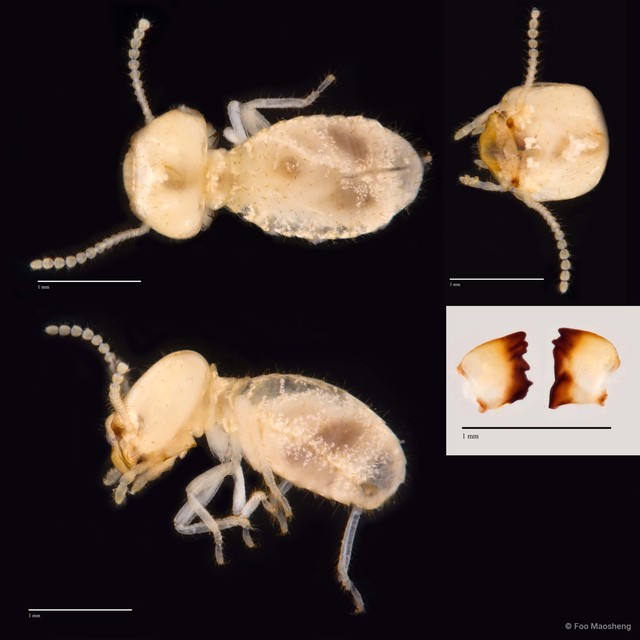 Schedorhinotermes medioobscurus
