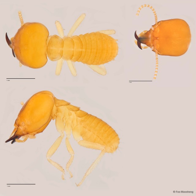 Schedorhinotermes medioobscurus