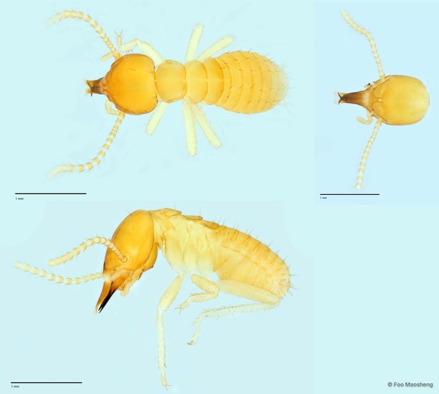 Schedorhinotermes medioobscurus