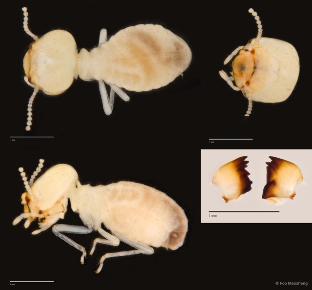 Schedorhinotermes medioobscurus