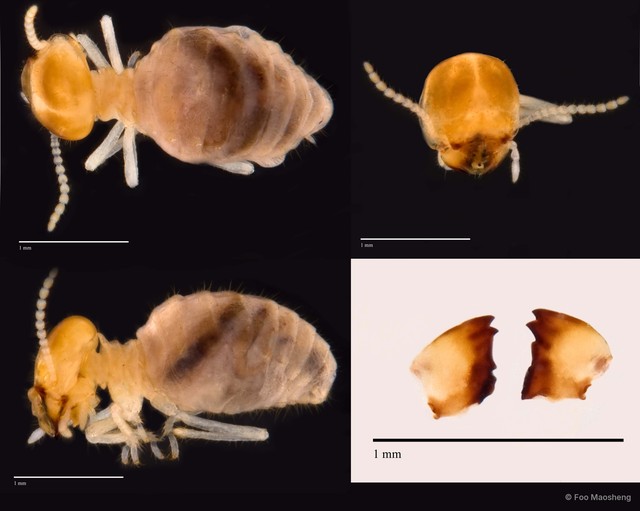 Bulbitermes borneensis