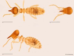 Bulbitermes perpusillus