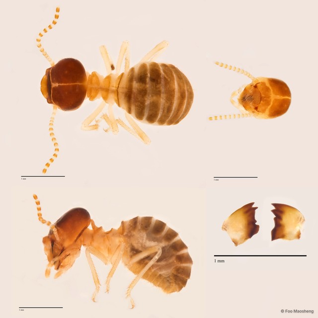 Bulbitermes singaporiensis