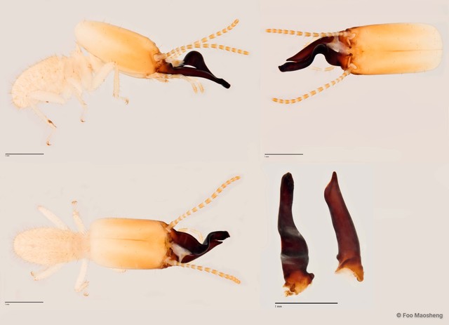 Dicuspiditermes nemorosus • © Foo Maosheng • All Rights Reserved