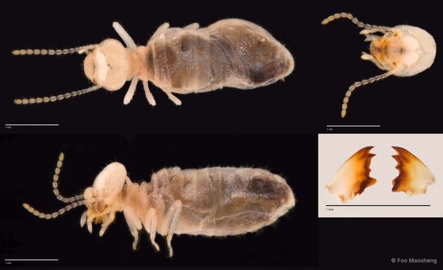 Dicuspiditermes nemorosus