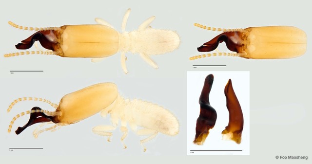 Dicuspiditermes santschii • © Foo Maosheng • All Rights Reserved