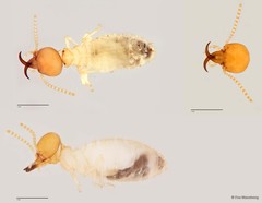 Globitermes globosus (Haviland, 1898)