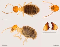 Hirtitermes sp. "d7dabe68" • © Foo Maosheng • All Rights Reserved