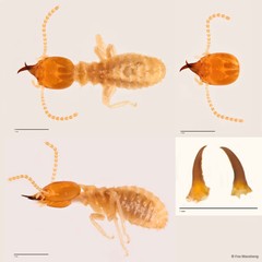 Hypotermes sp. "A" • © Foo Maosheng • All Rights Reserved