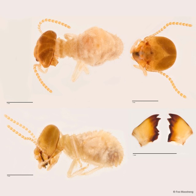 Hypotermes sp. "A"