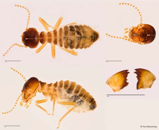 Lacessititermes sp. "A"