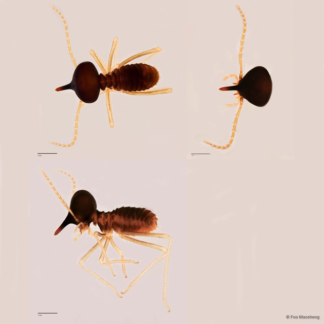 Longipeditermes longipes • © Foo Maosheng • All Rights Reserved