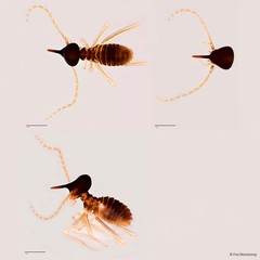 Longipeditermes longipes • © Foo Maosheng • All Rights Reserved