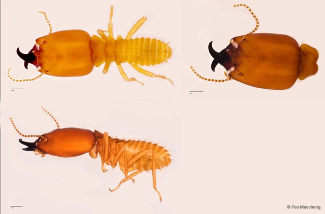 Macrotermes beaufortensis • © Foo Maosheng • All Rights Reserved