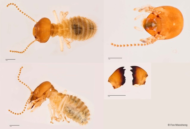 Macrotermes beaufortensis