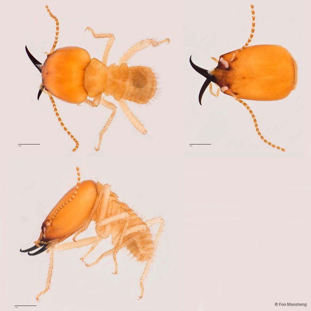 Macrotermes beaufortensis