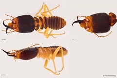 Macrotermes carbonarius