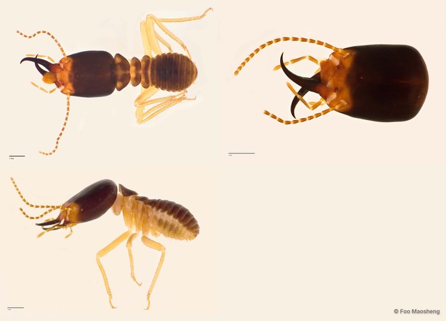 Macrotermes carbonarius