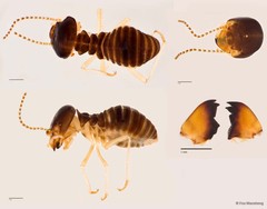 Macrotermes carbonarius • © Foo Maosheng • All Rights Reserved