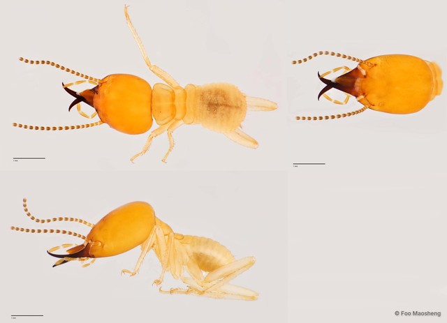 Macrotermes gilvus