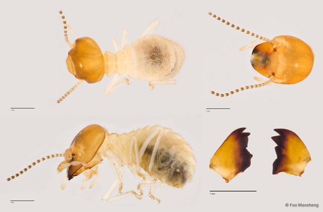 Macrotermes gilvus