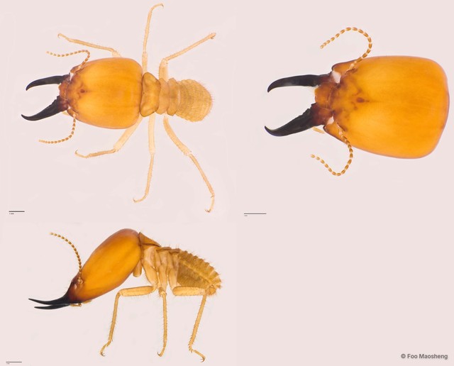 Macrotermes malaccensis • © Foo Maosheng • All Rights Reserved