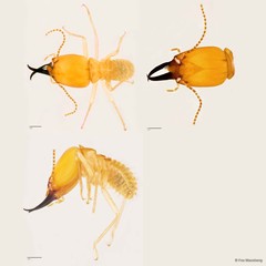 Macrotermes malaccensis • © Foo Maosheng • All Rights Reserved