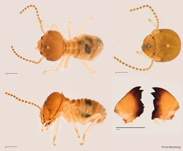 Macrotermes malaccensis